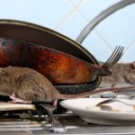 Keep Your Commercial Kitchen Clear of Pests