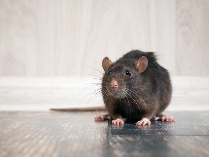 Rats in Your Room? 5 Signs of Rats to Be on the Lookout For