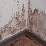 Is DIY Mold Remediation a Good Idea?